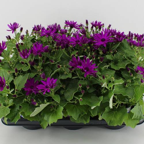 Senecio Senetti lila T15 H038