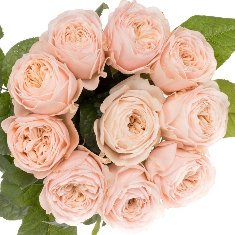 Rose apricot Paradise Beach gefüllt 40cm