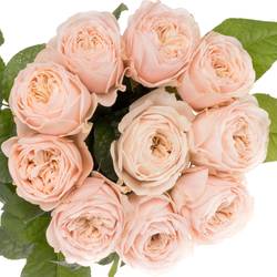 Rose apricot Paradise Beach gefüllt 40cm