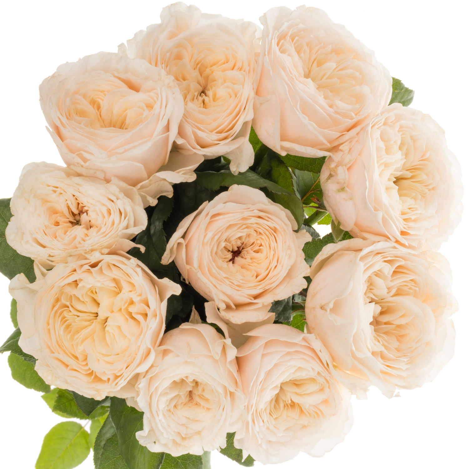 Rose apricot Paradise Beach gefüllt 40cm