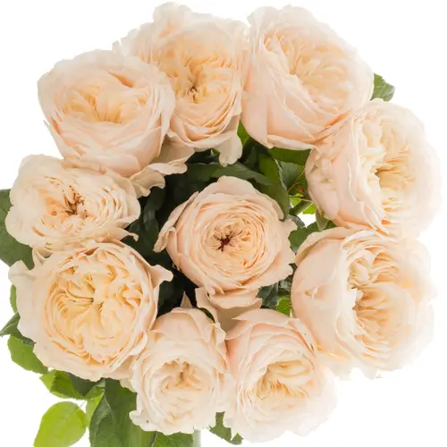 Rose apricot Paradise Beach gefüllt 40cm