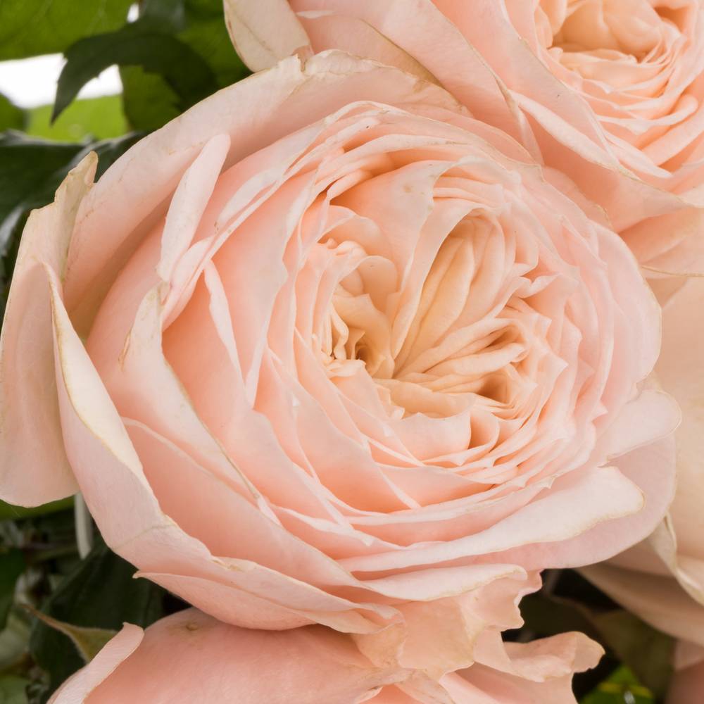 Rose apricot Paradise Beach gefüllt 40cm