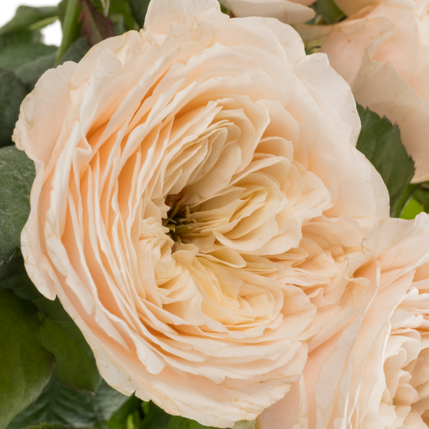 Rose apricot Paradise Beach gefüllt 40cm
