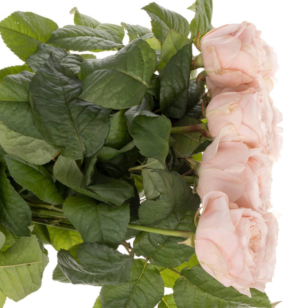 Rose apricot Paradise Beach gefüllt 40cm