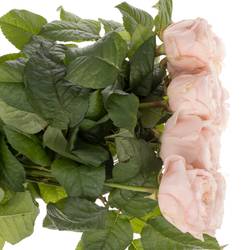 Rose apricot Paradise Beach gefüllt 40cm