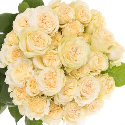Rose verzweigt creme Summerrose 5+Blüte 60cm