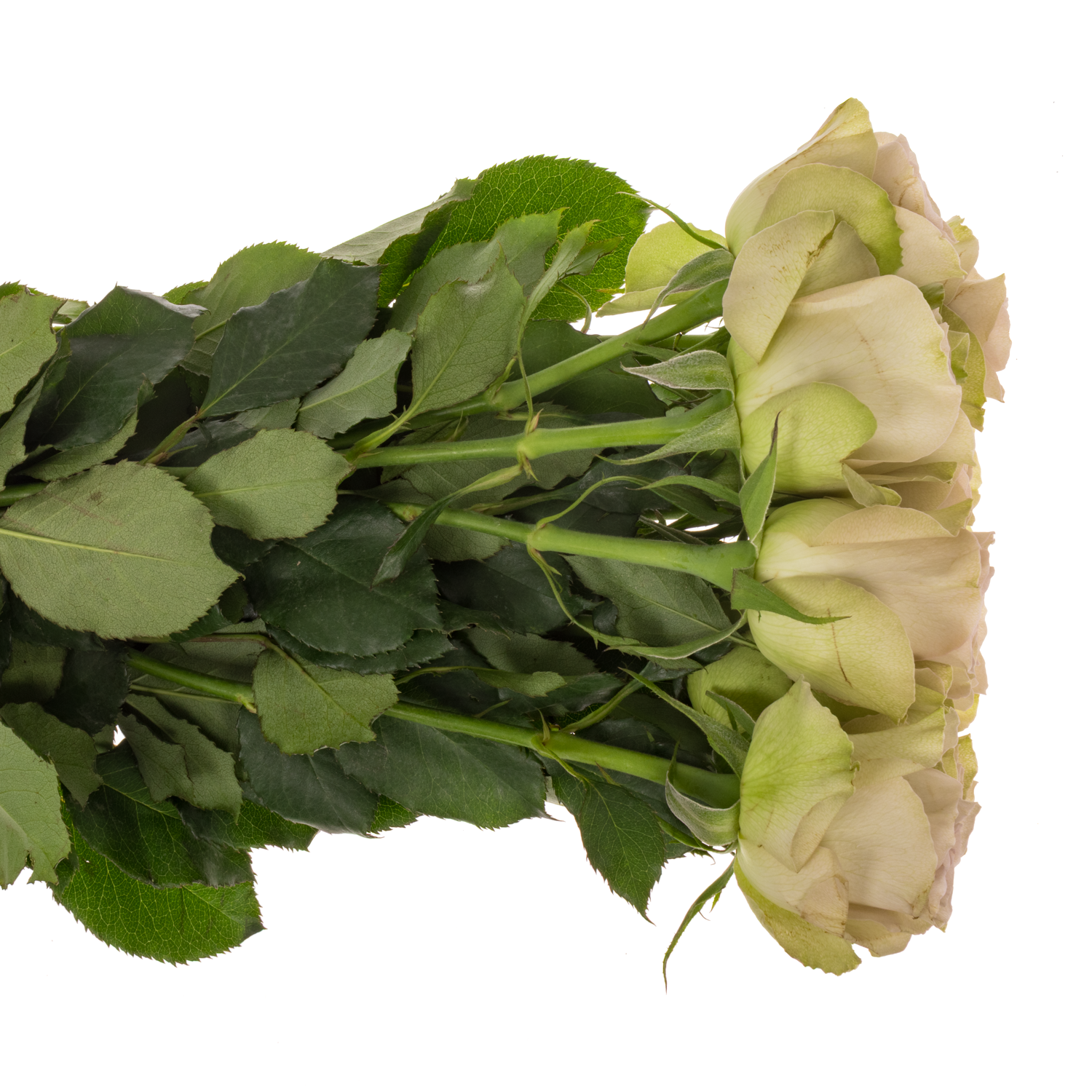 Rose apricot Notre Dame 50cm duftend