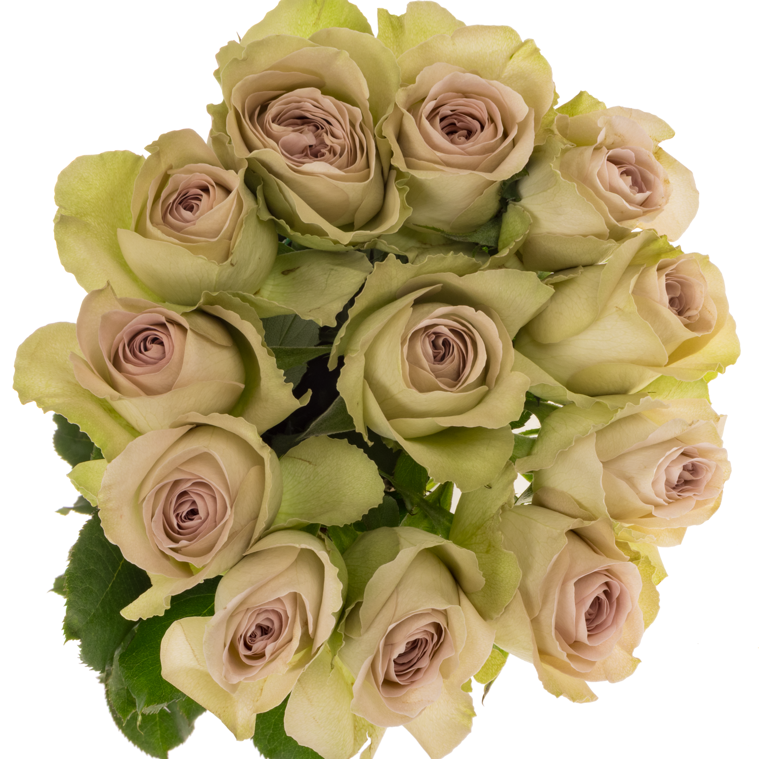 Rose apricot Notre Dame 50cm duftend