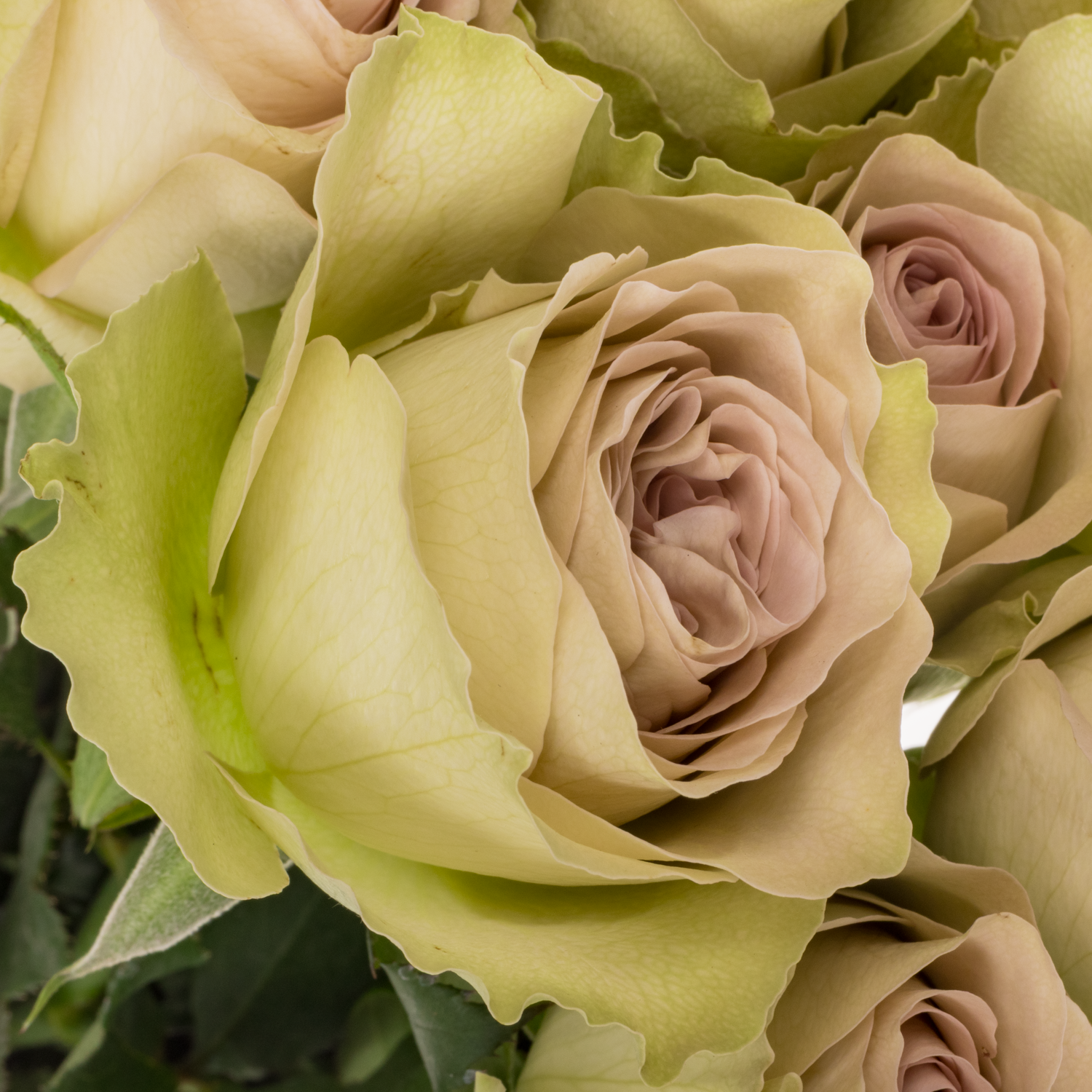 Rose apricot Notre Dame 50cm duftend