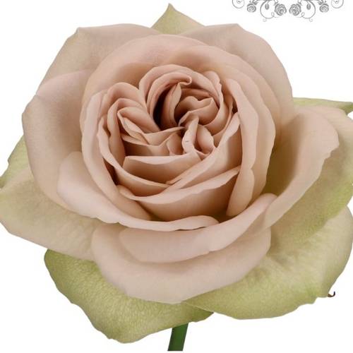 Rose apricot Notre Dame 50cm duftend
