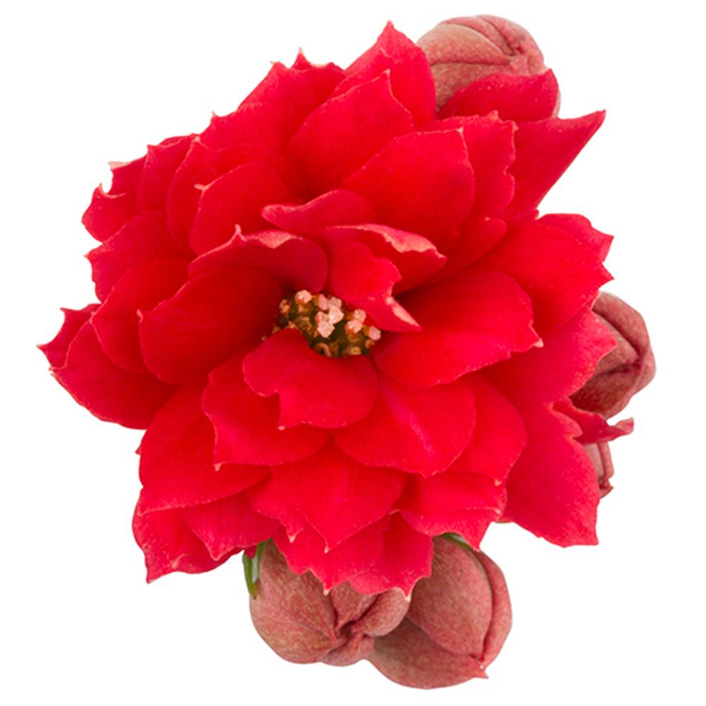 Kalanchoe Gef. rot T06 H008