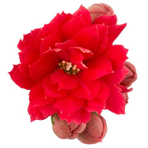 Kalanchoe Gef. rot T06 H008