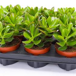 Crassula Magical Tree T12 H015