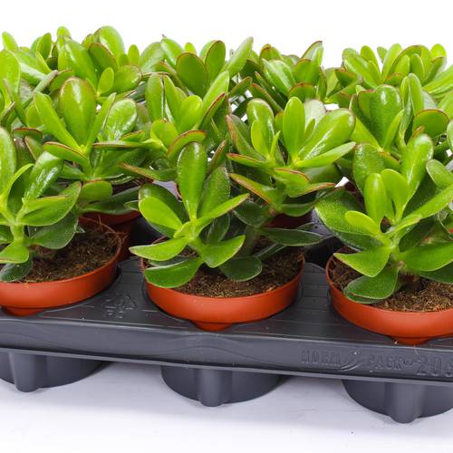 Crassula Magical Tree T12 H015