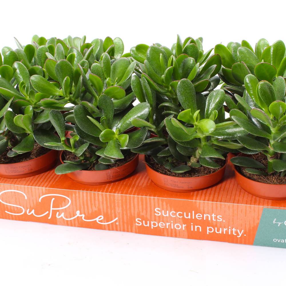 Crassula Magical Tree T12 H015
