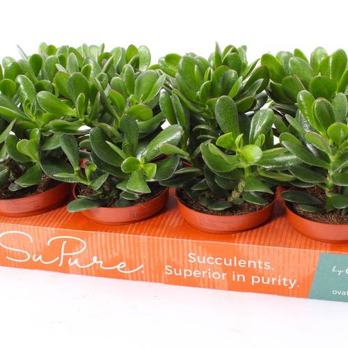 Crassula Magical Tree T12 H015
