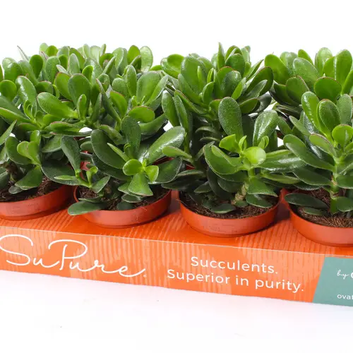 Crassula Magical Tree T12 H015