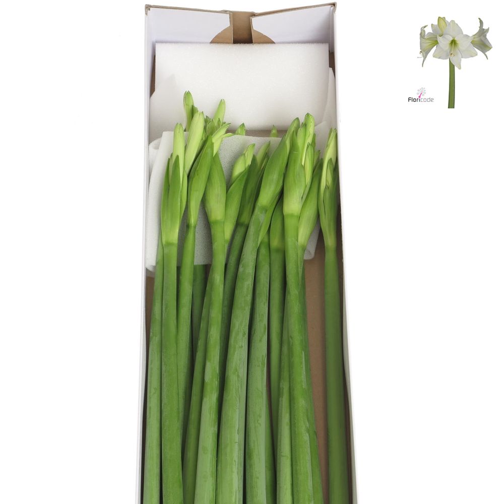 Amaryllis Krt.weiss Mini Blüte X18