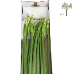 Amaryllis Krt.weiss Mini Blüte X18