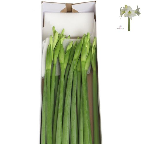 Amaryllis Krt.weiss Mini Blüte X18