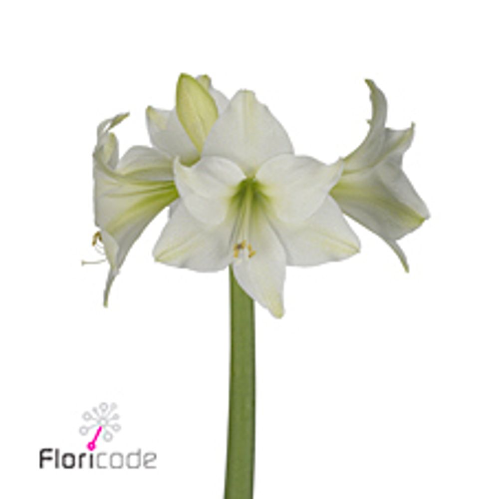 Amaryllis Krt.weiss Mini Blüte X18