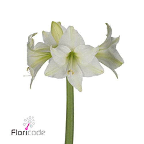 Amaryllis Krt.weiss Mini Blüte X18
