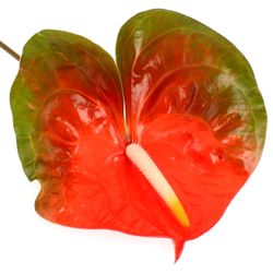 Anthurium orange Indiana Magic Blüte 15cm