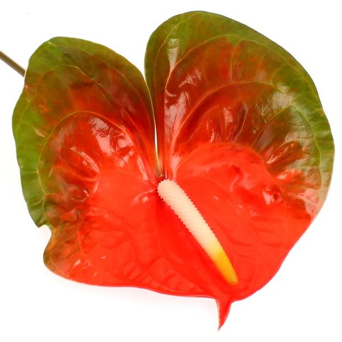 Anthurium orange Indiana Magic Blüte 15cm