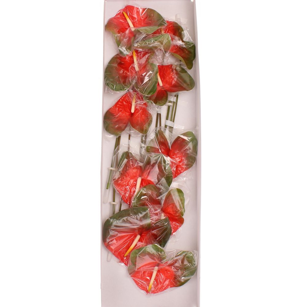 Anthurium orange Indiana Magic Blüte 15cm