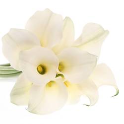 Calla weiss White Present 40cm