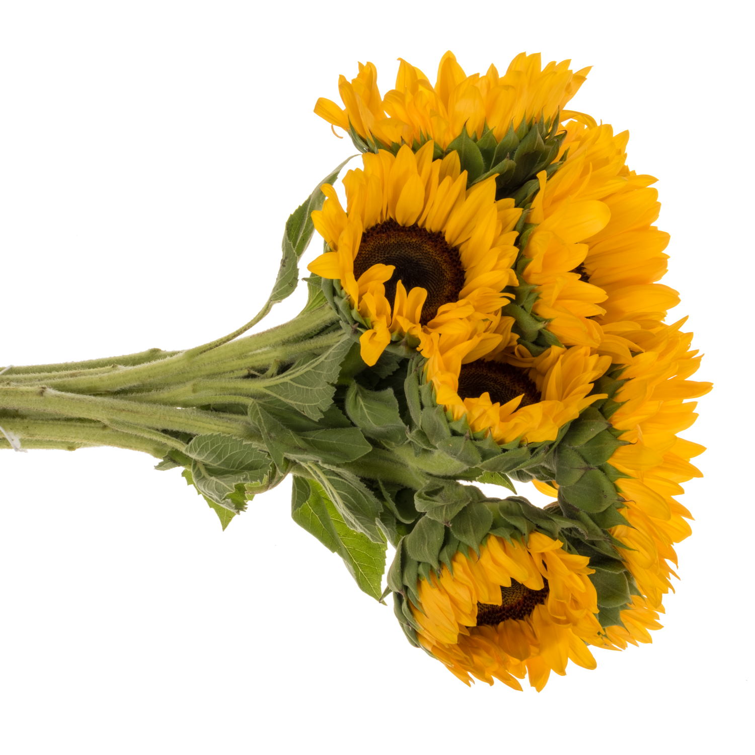 Sonnenblume gelb Orange Fire 75cm