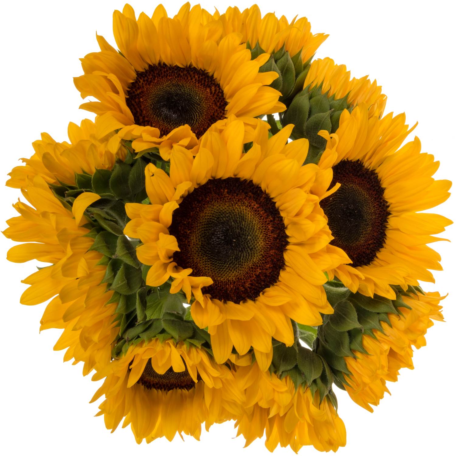 Sonnenblume gelb Orange Fire 75cm