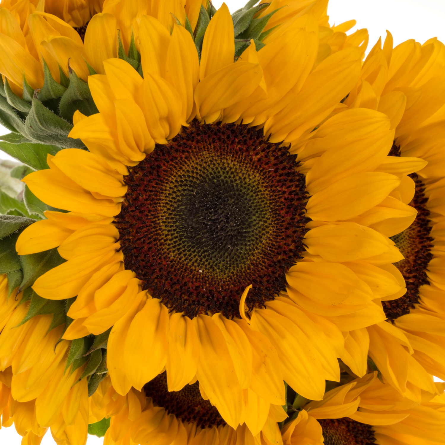 Sonnenblume gelb Orange Fire 75cm