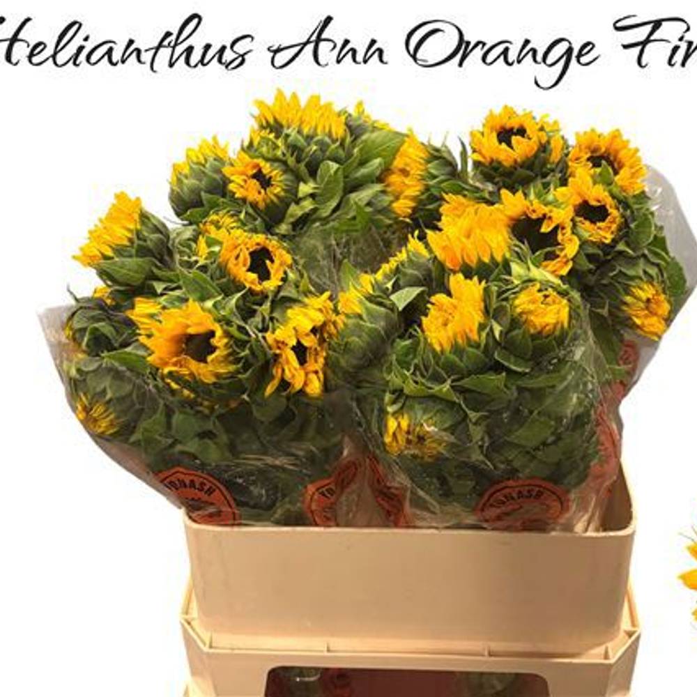 Sonnenblume gelb Orange Fire 75cm