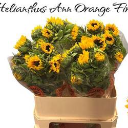 Sonnenblume gelb Orange Fire 75cm