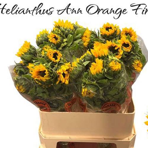 Sonnenblume gelb Orange Fire 75cm