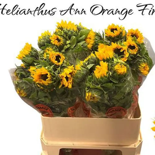 Sonnenblume gelb Orange Fire 75cm