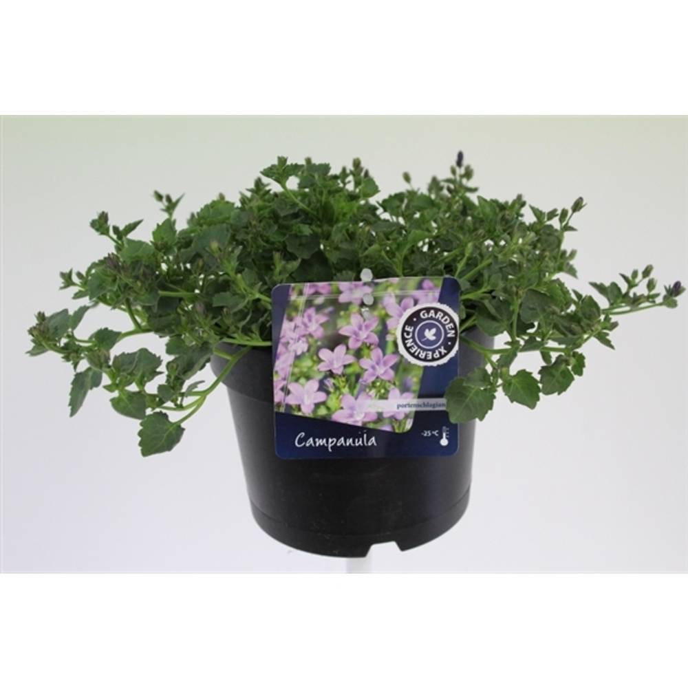 Campanula H.rosa T17 H30
