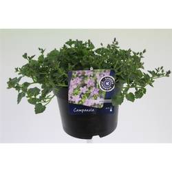 Campanula H.rosa T17 H30