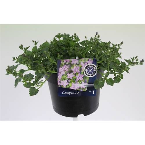 Campanula H.rosa T17 H30