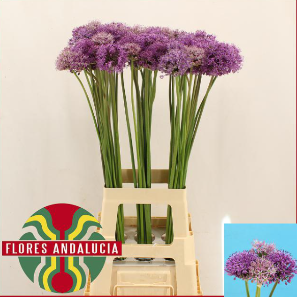 Allium lila 80 cm