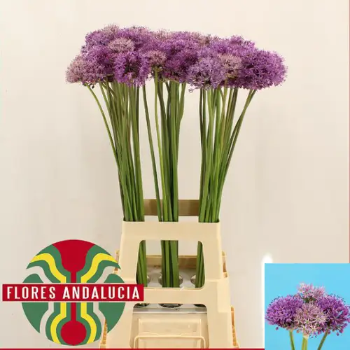 Allium lila 80 cm