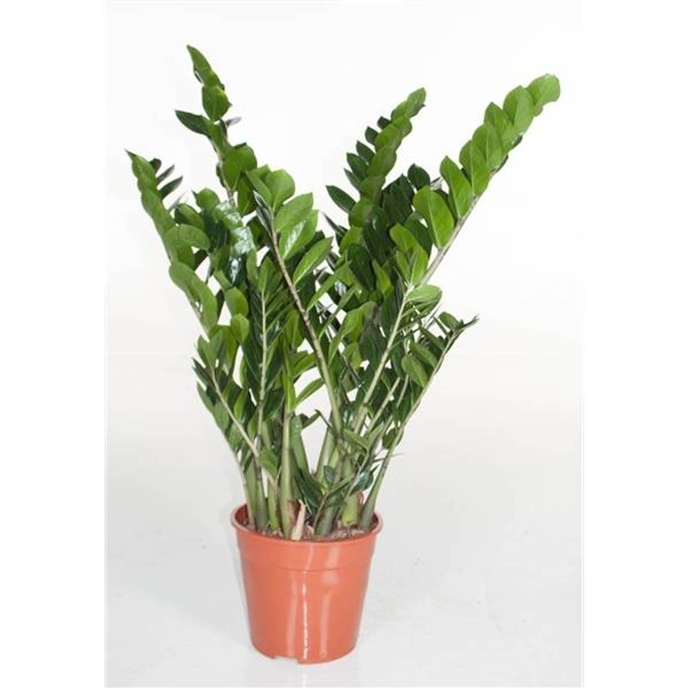 Zamioculcas Zami T24 H100