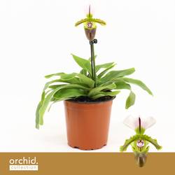 Paphiopedilum grün/weiss 1-R Milano T12 H025