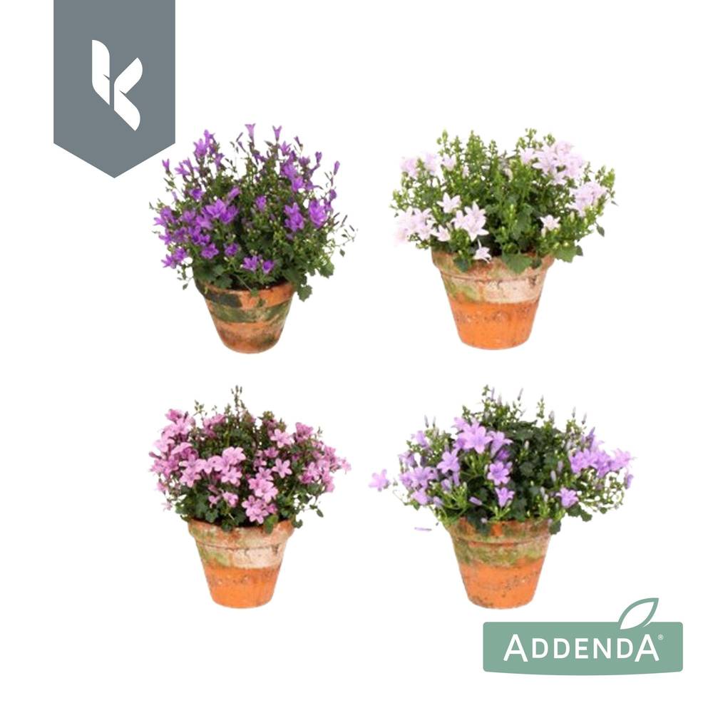 Campanula Mix Addenda Im Übertopf T10,5 H022