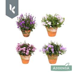 Campanula Mix Addenda Im Übertopf T10,5 H022