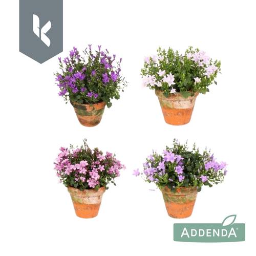 Campanula Mix Addenda Im Übertopf T10,5 H022