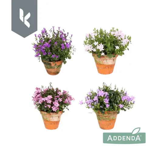 Campanula Mix Addenda Im Übertopf T10,5 H022