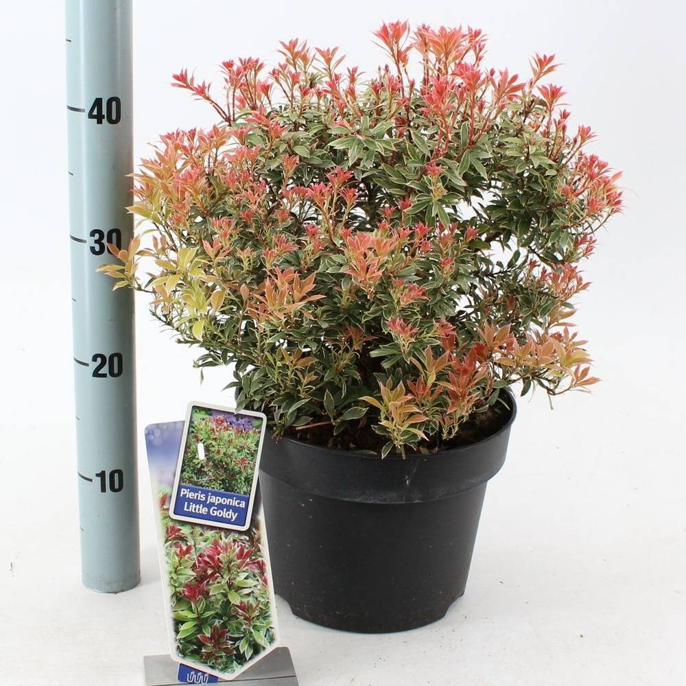 Pieris Jap. Little Goldy T23 H045