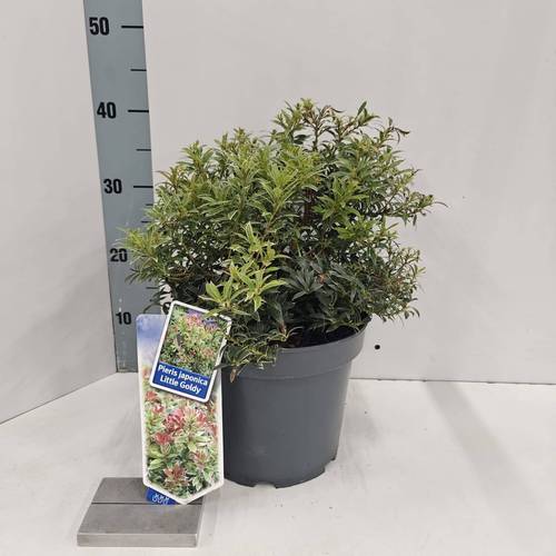 Pieris Jap. Little Goldy T23 H045